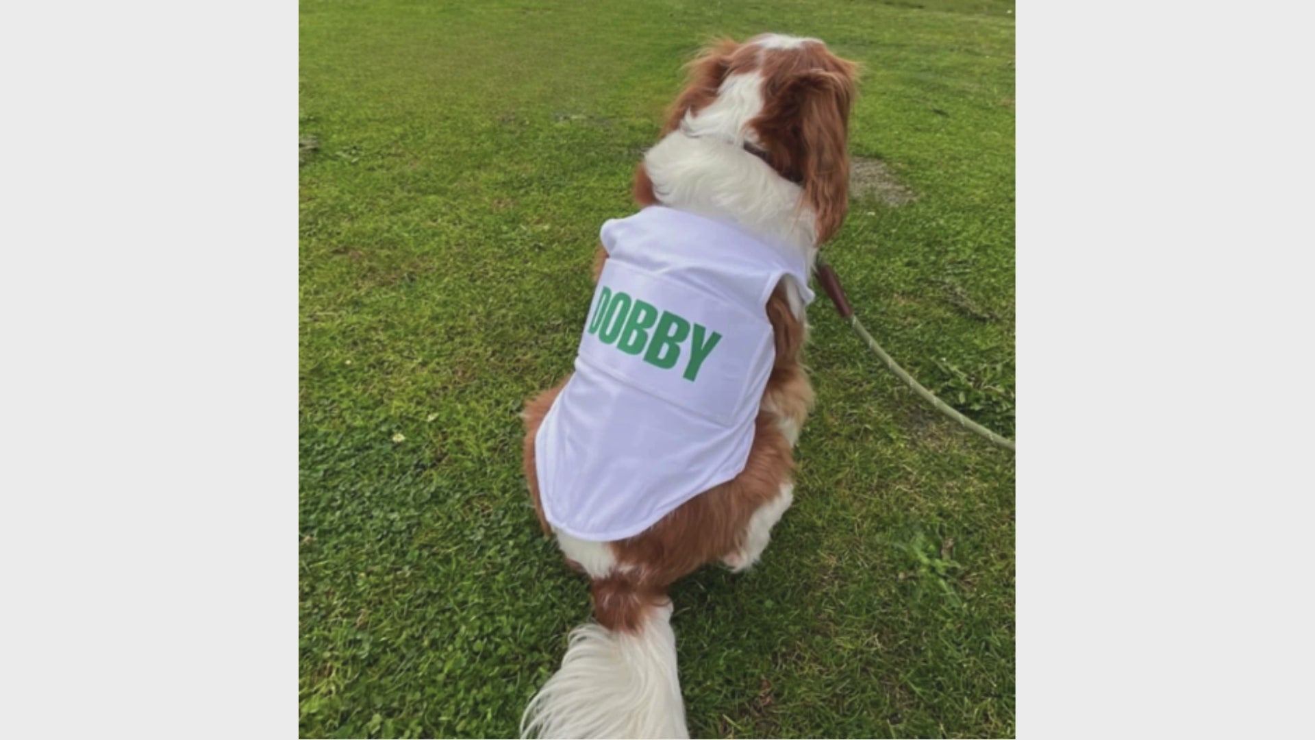 Dog Caddie Bib with Custom Name